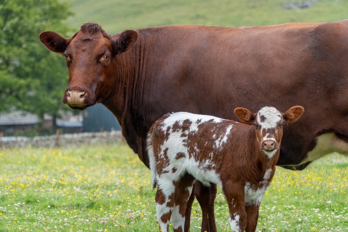 Vache et son veau côte à côte — génétique bovine