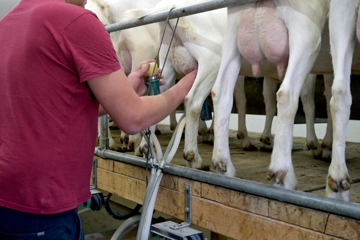 Traite des vaches dans une étable — salle de traite