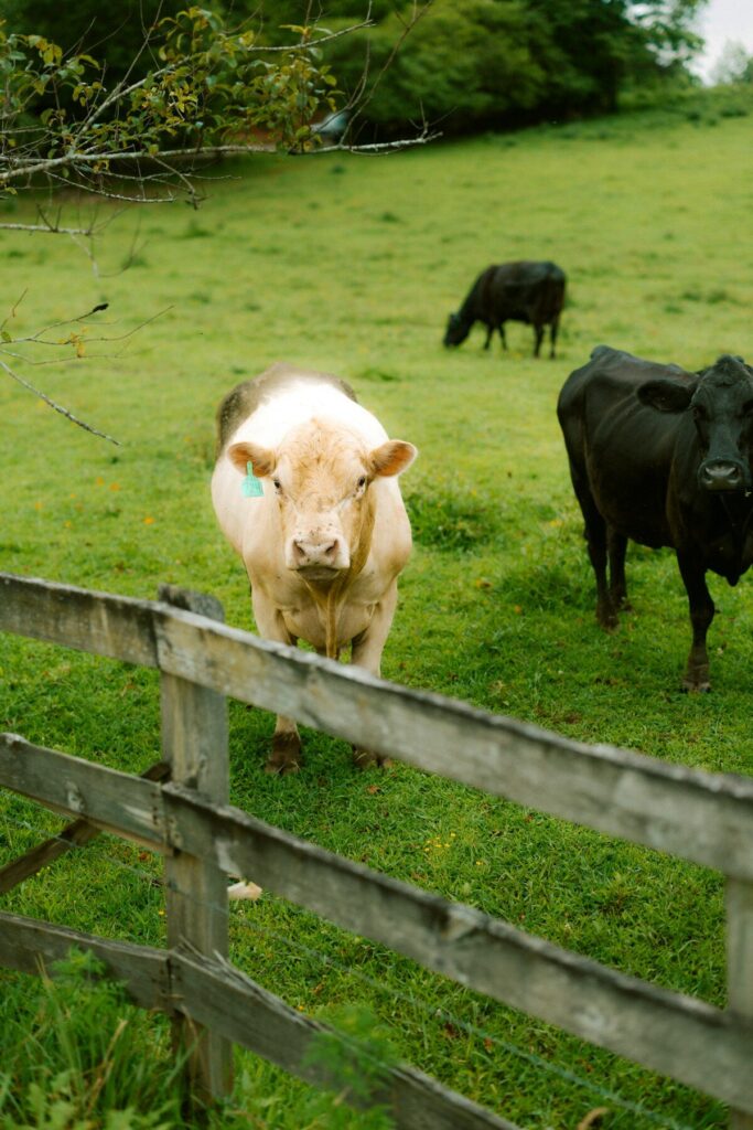 Bovins au pâturage près d'une clôture — pâturage tournant