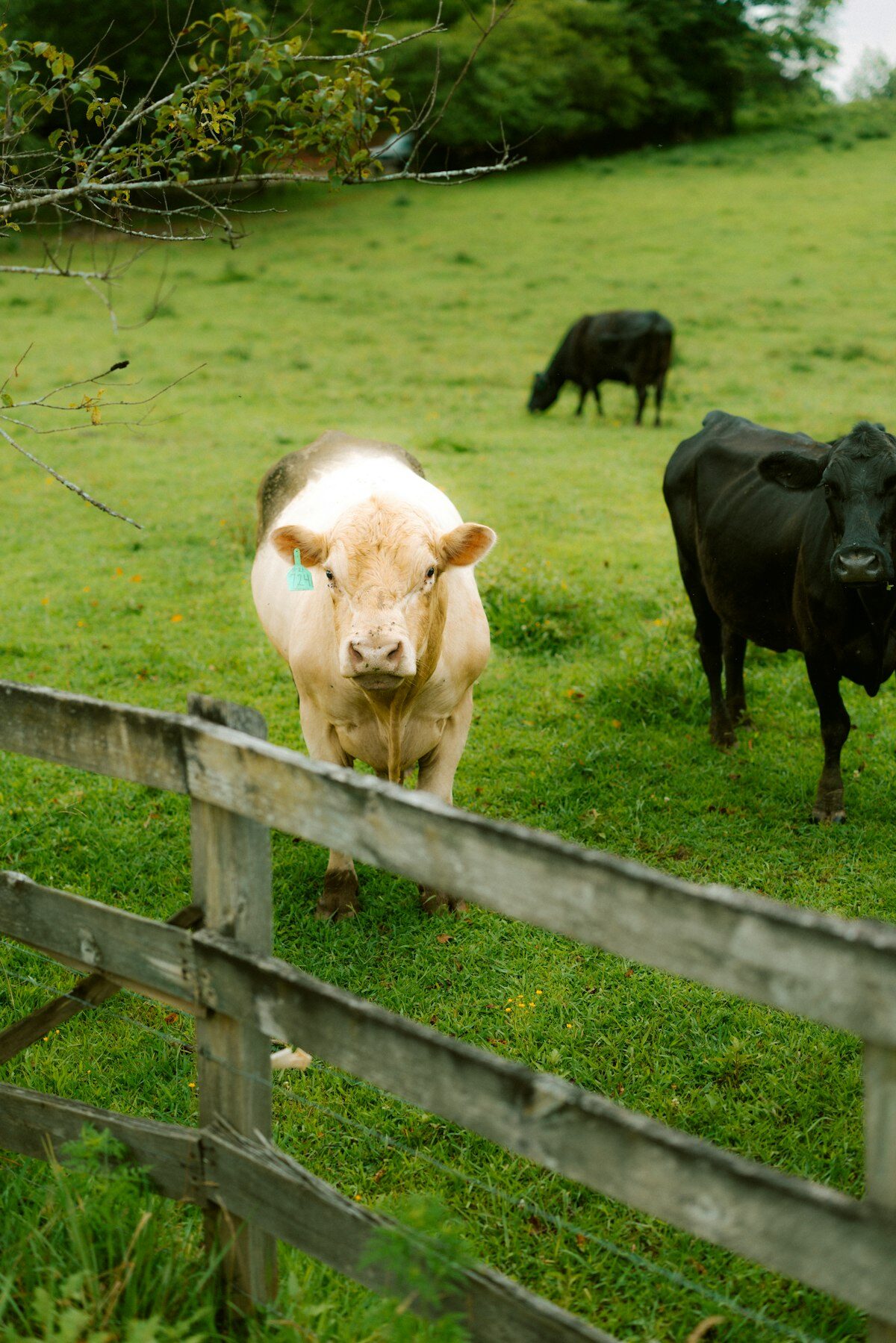 Bovins au pâturage près d'une clôture — pâturage tournant
