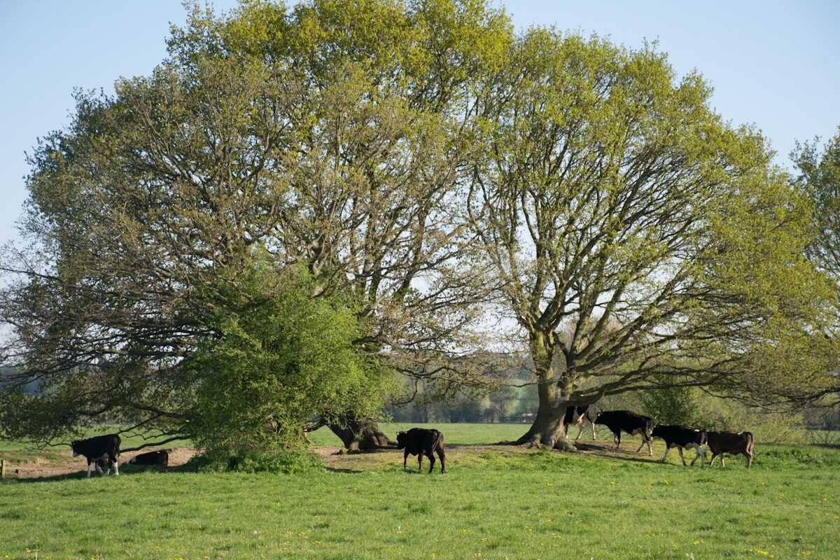 Bovins au pâturage extensif — prairies européennes