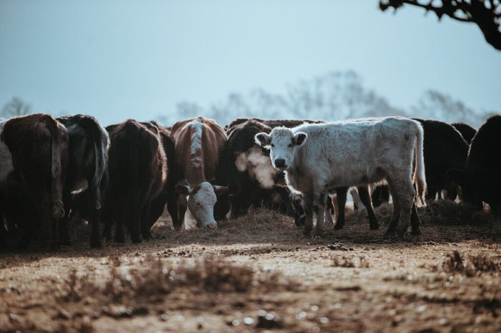 Vaches au pâturage par temps frais — filière bovine