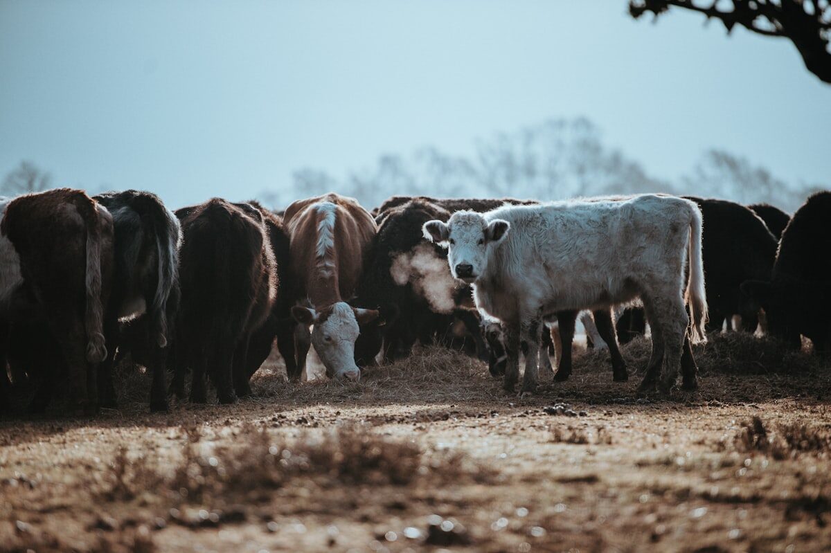 Vaches au pâturage par temps frais — filière bovine