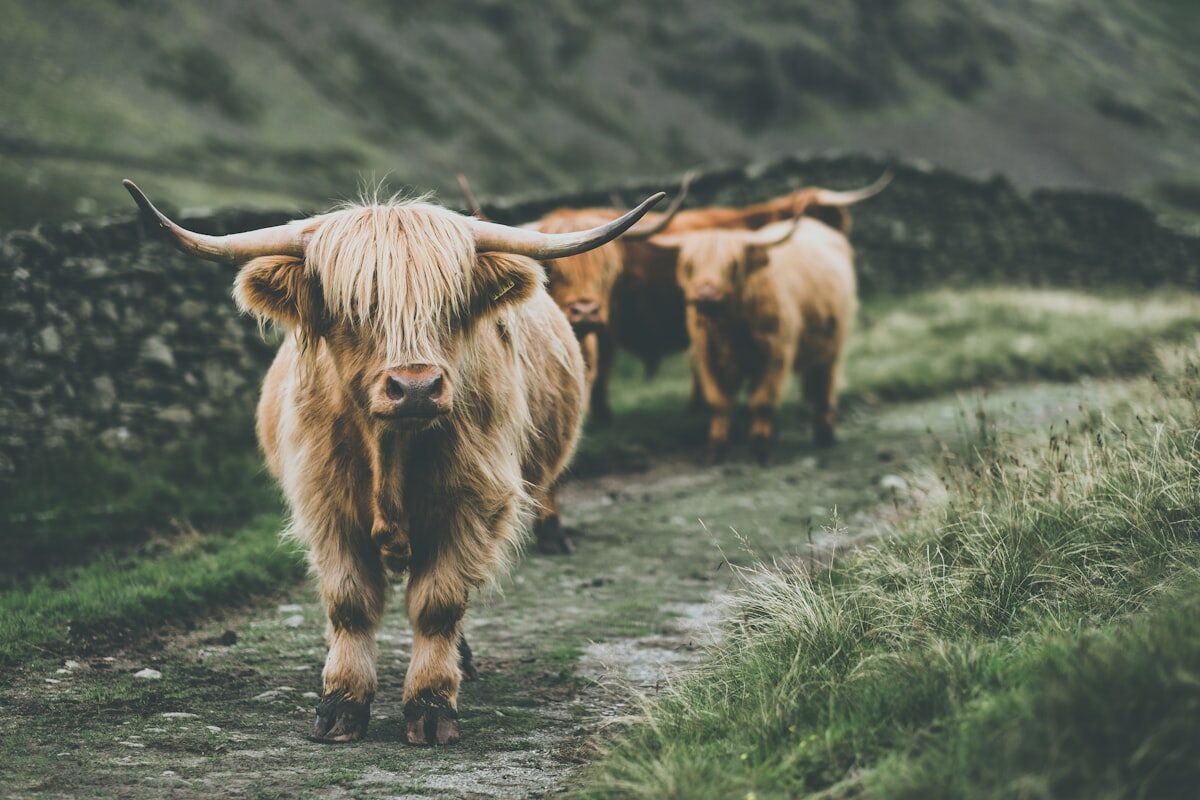 Vache broutant dans une prairie verte