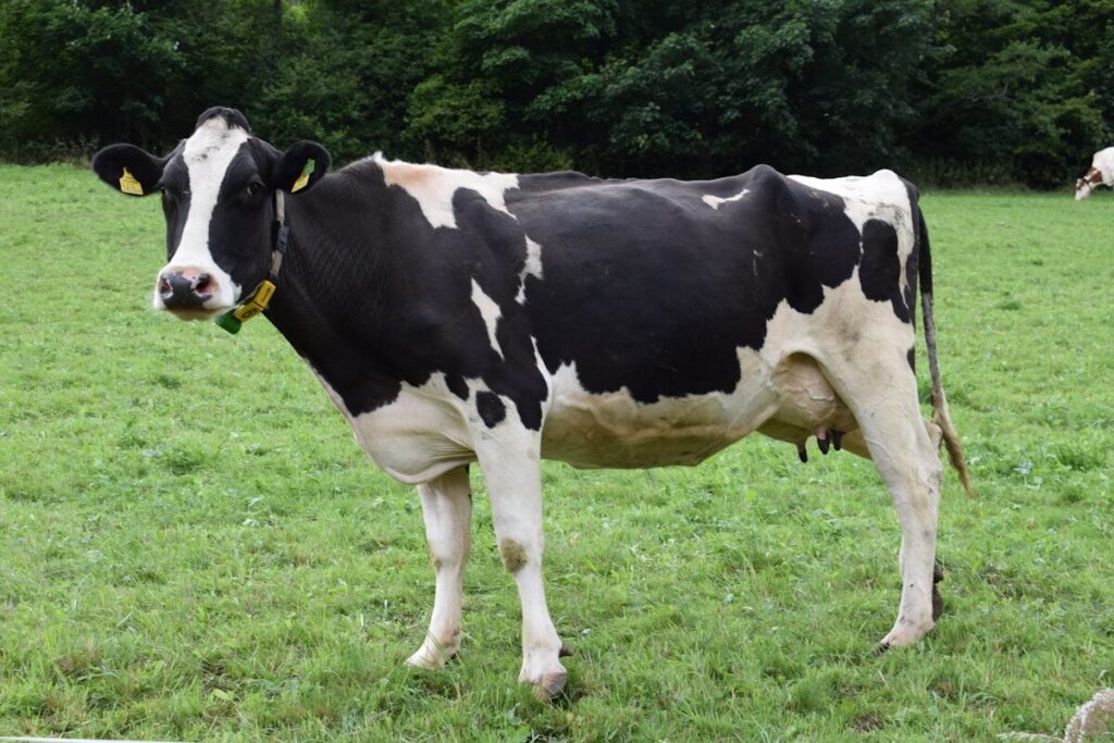 Vache Bleu Blanc Belge musclée au pâturage