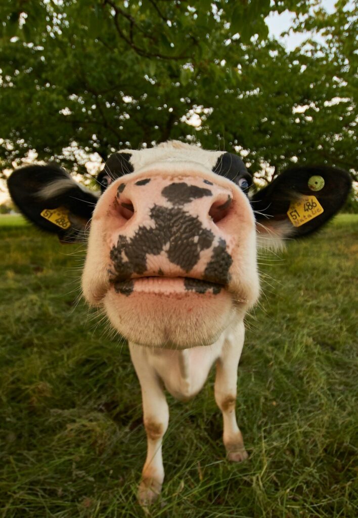 Vache Charolaise blanche au paturage dans une prairie verte