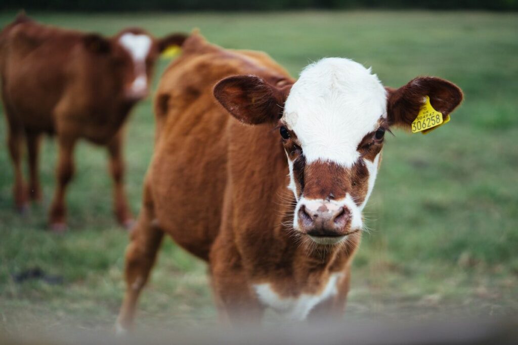 Vaches dans un pré verdoyant — races bovines françaises