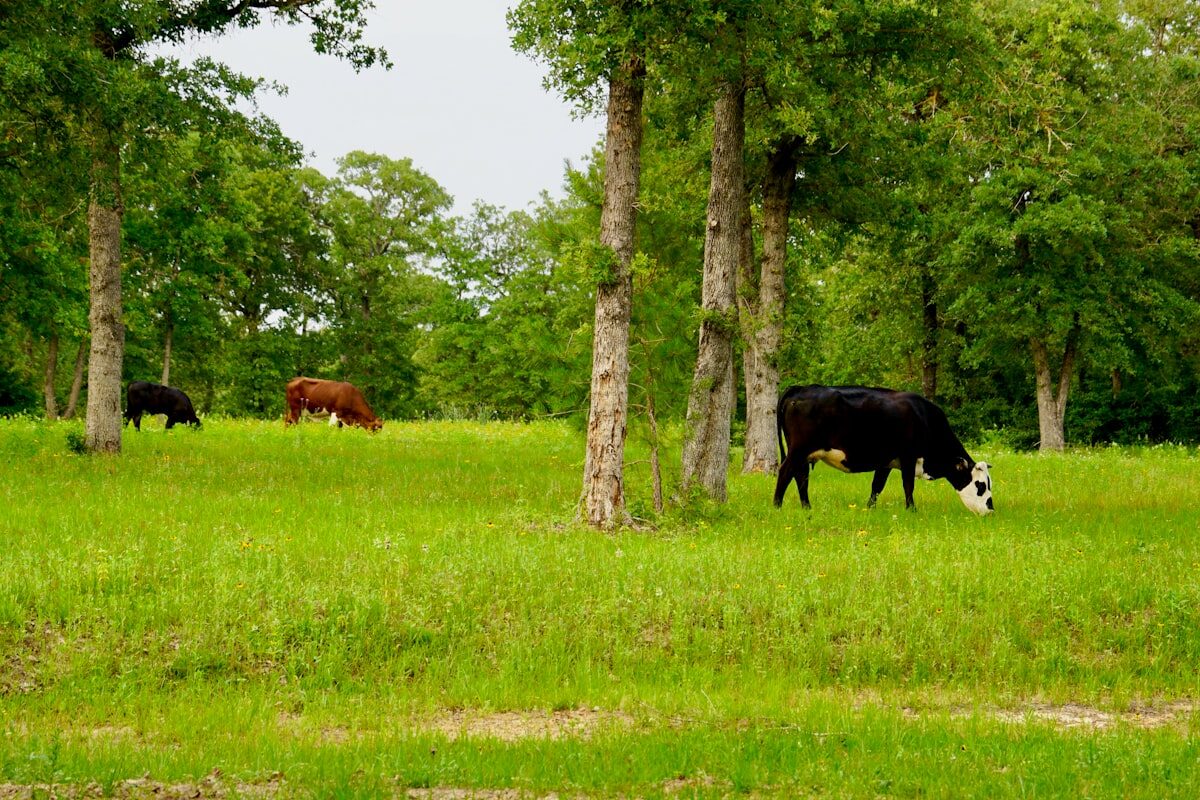 Troupeau de bovins en bonne santé dans un pré verdoyant