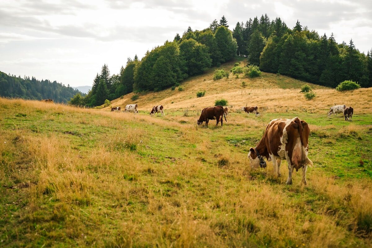 Bovins broutant sur une colline verdoyante — gestion de l'herbe