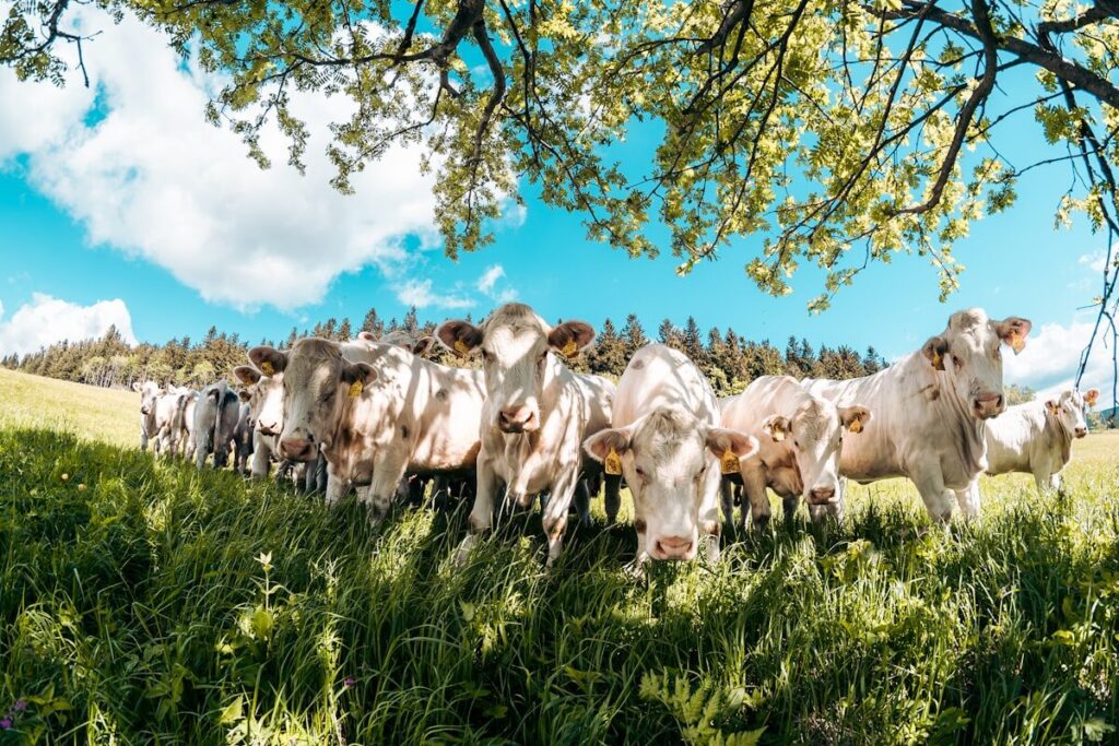 Troupeau de bovins dans un pré vert — élevage extensif