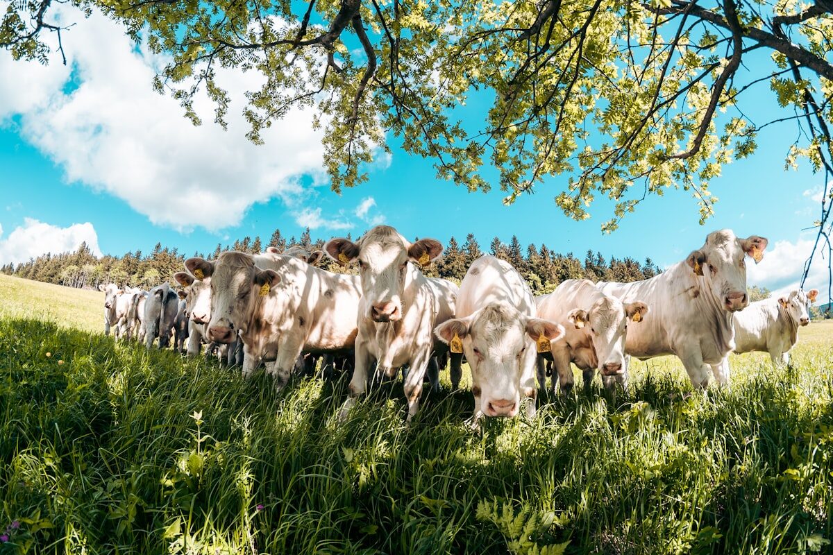 Troupeau de bovins dans un pré vert — élevage extensif