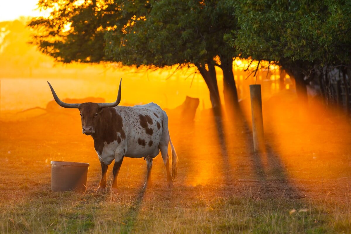 Vache au pré au coucher du soleil — rentabilité élevage