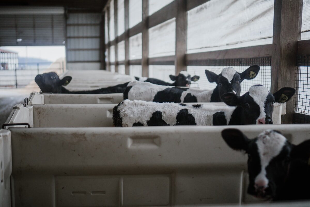 Vache dans une étable — surveillance sanitaire troupeau