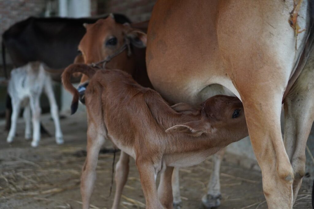 Veau nouveau-né tétant sa mère — reproduction bovine