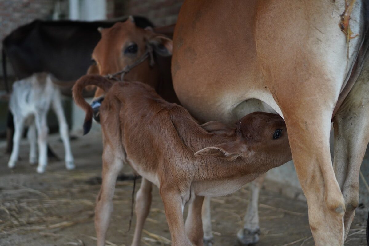 Veau nouveau-né tétant sa mère — reproduction bovine