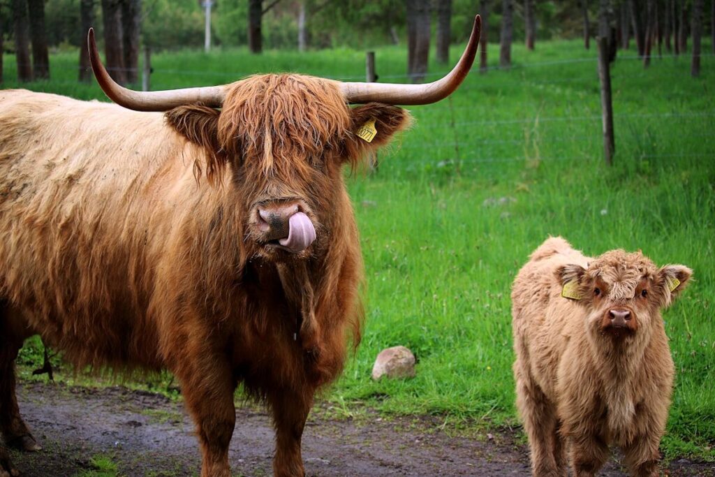 Vache Highland avec son veau — élevage plein air bio