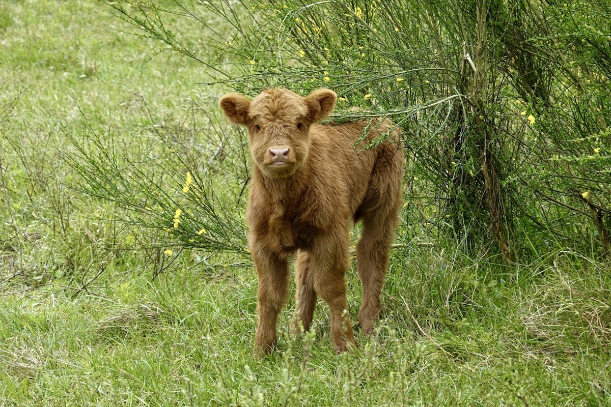 Jeune veau debout dans un pré — sélection génétique