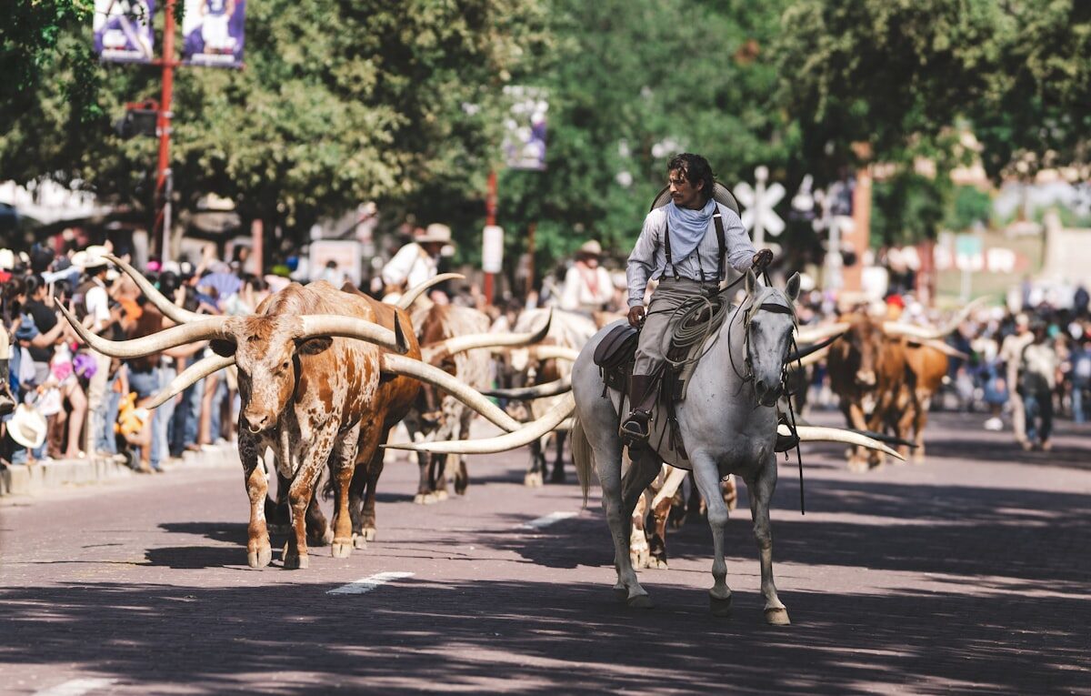 Convoi de bovins — marché et filière viande