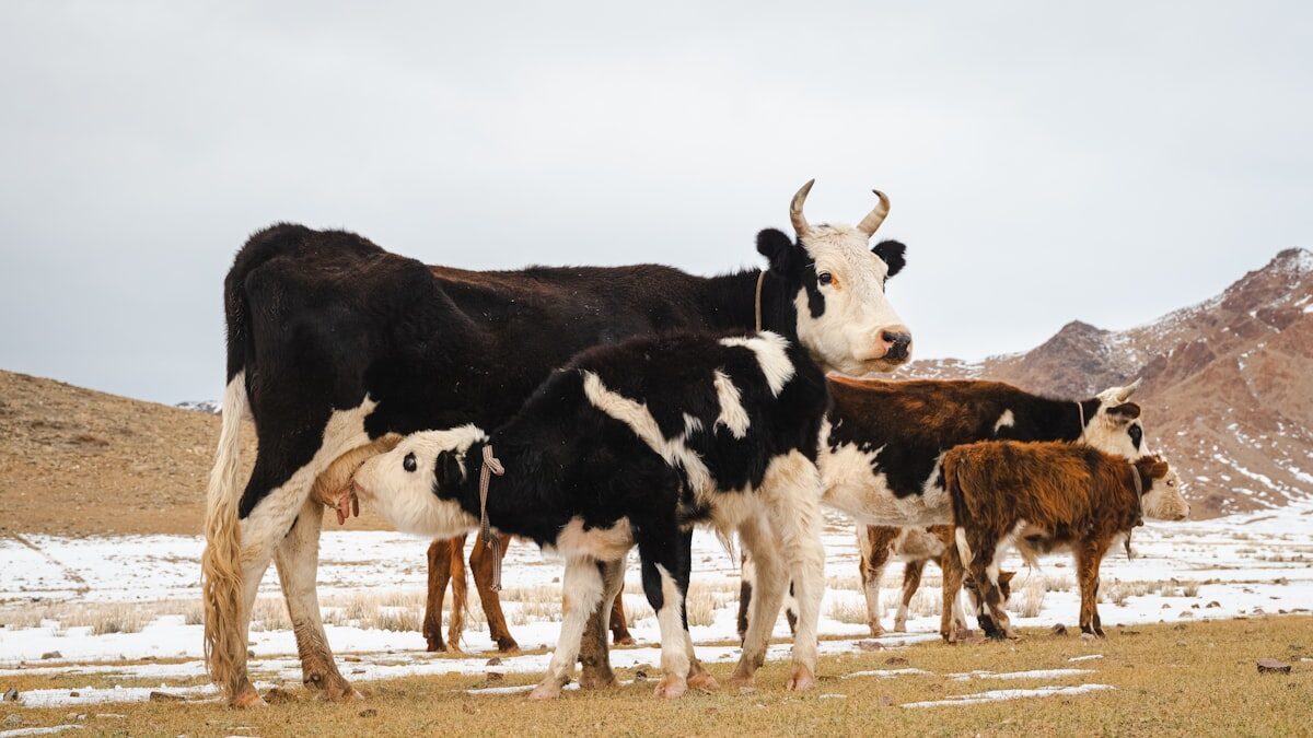 Vaches et veaux dans un pré — éleveurs et filière bovine