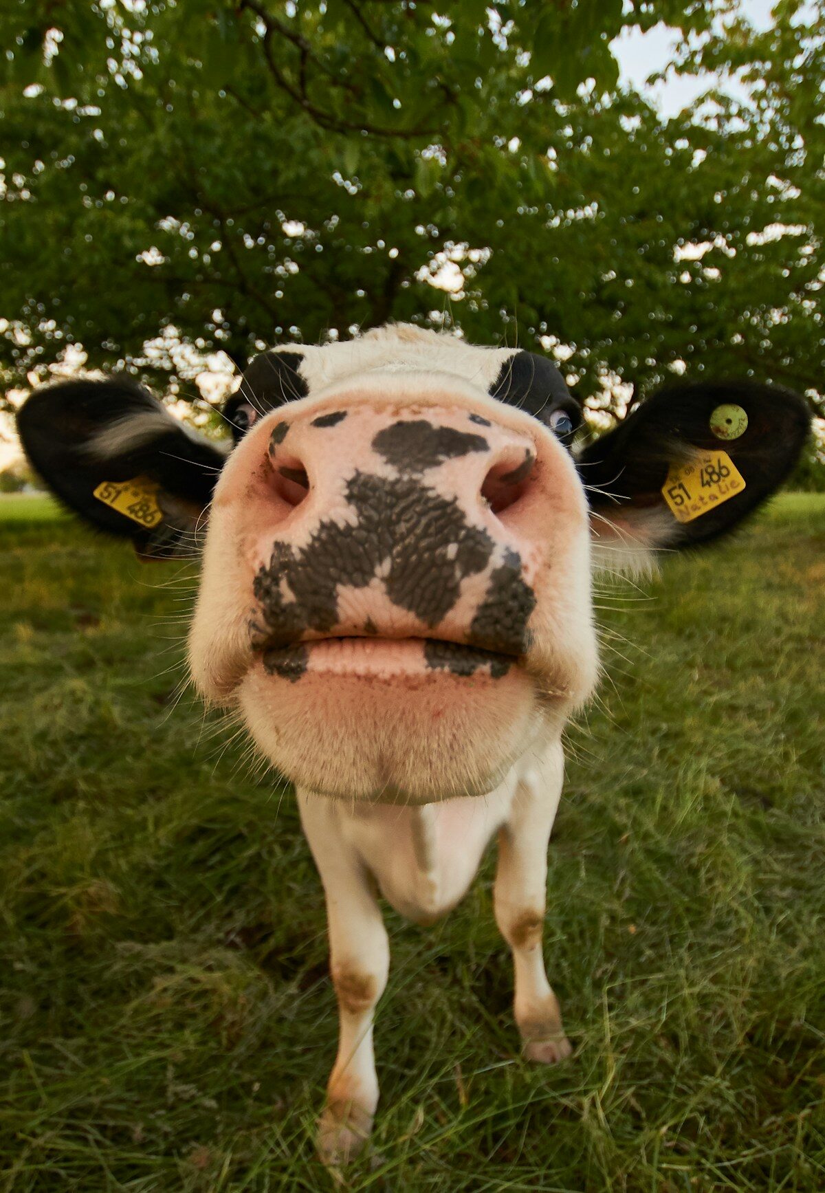 Vache de couleur rouge dans une prairie bocagere