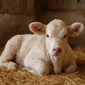 Coccidiose du veau : symptomes, diagnostic et traitement