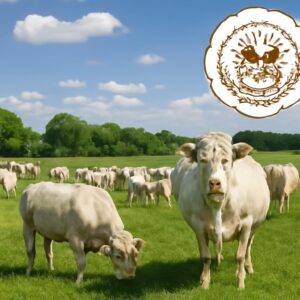 Label Rouge, HVE et certifications : valoriser son élevage bovin